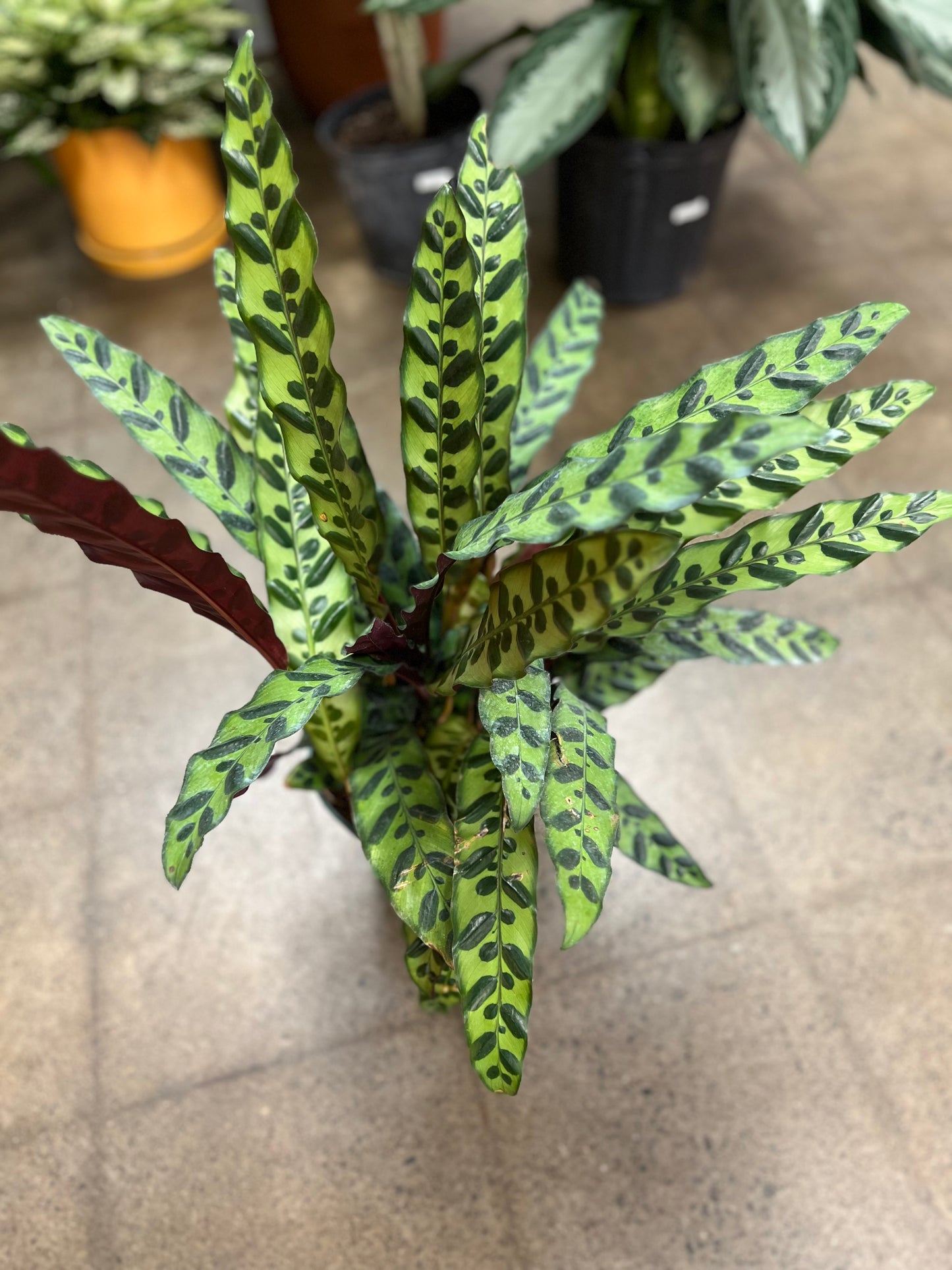 Calathea Lancifolia