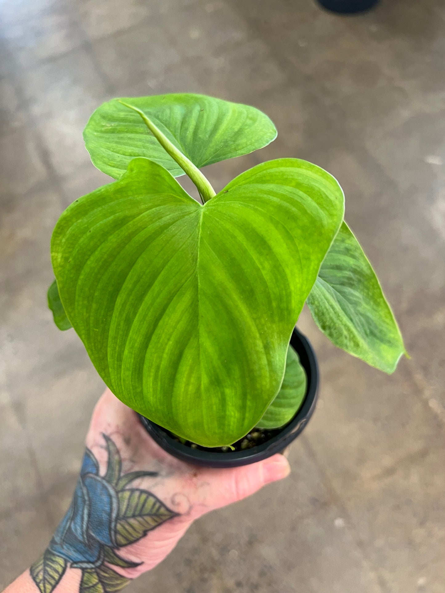 Philodendron Fibraecataphyllum