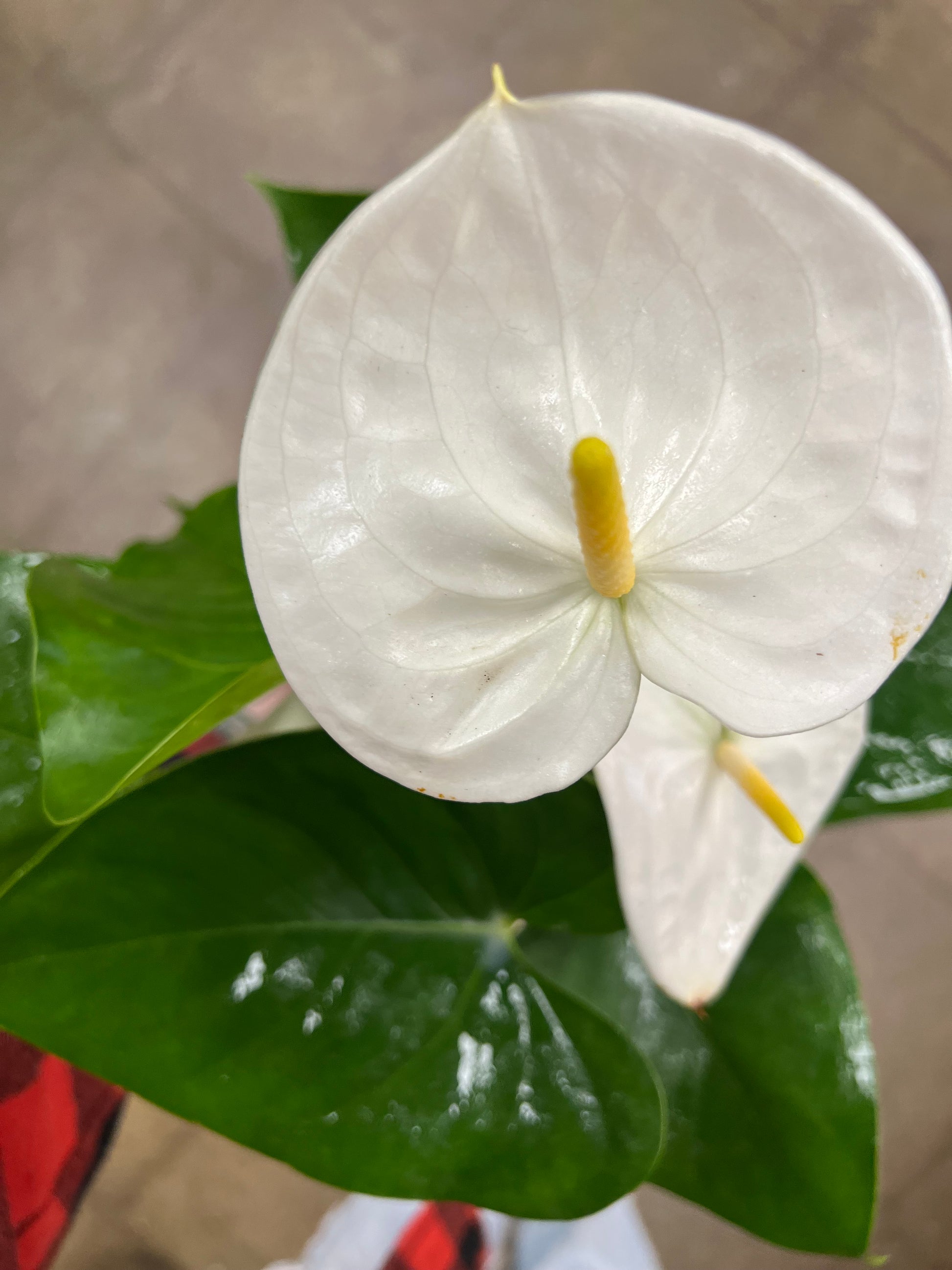 anthurium andreanum blanc Anthurium Andreanum – jungleroseinc