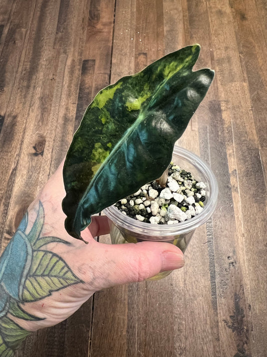 Alocasia Sanderiana Bull Aurea