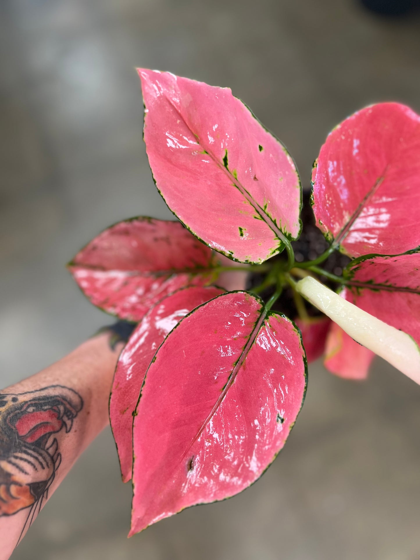 Aglaonema Punchy