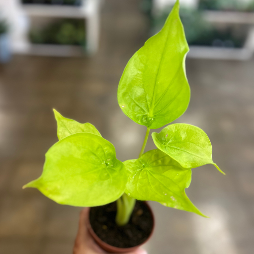 Alocasia Cucullata Yellow Tail