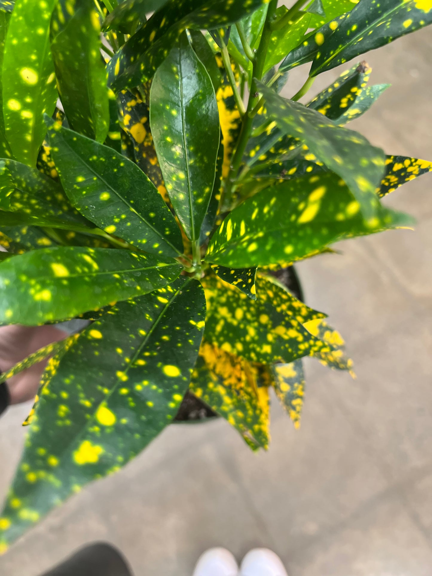 Croton Golddust