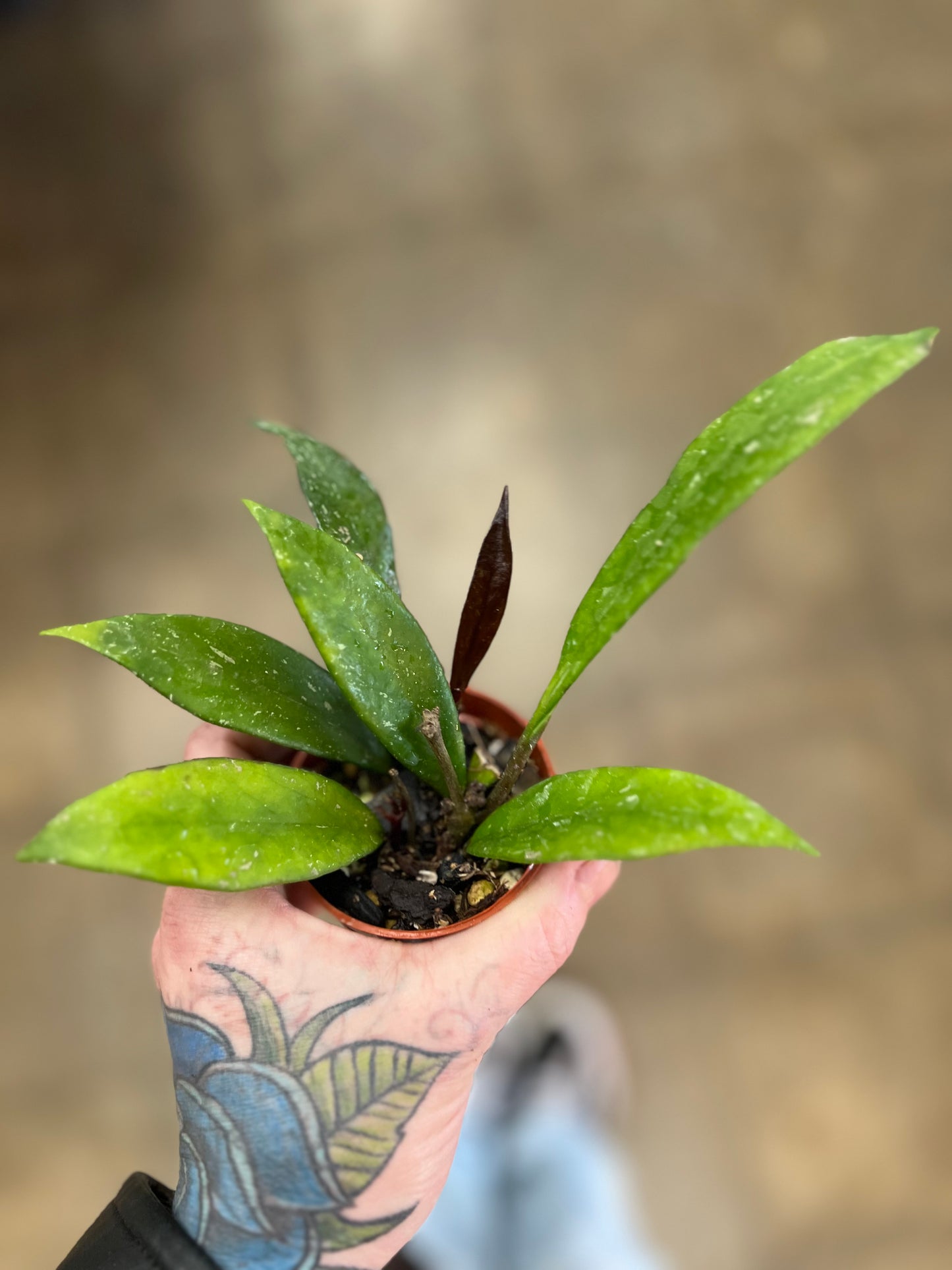 Hoya Pubicalyx