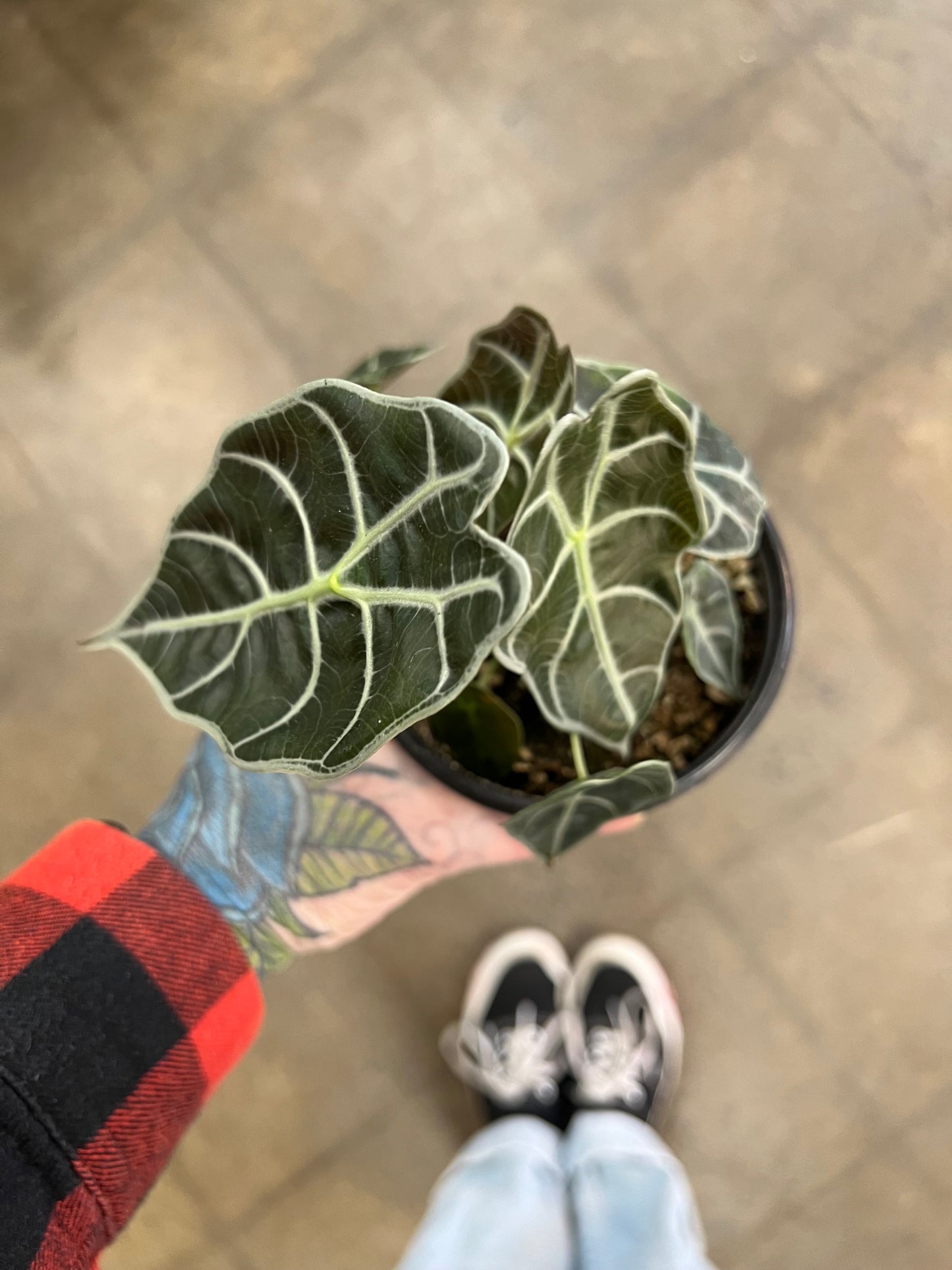 Alocasia Watsoniana