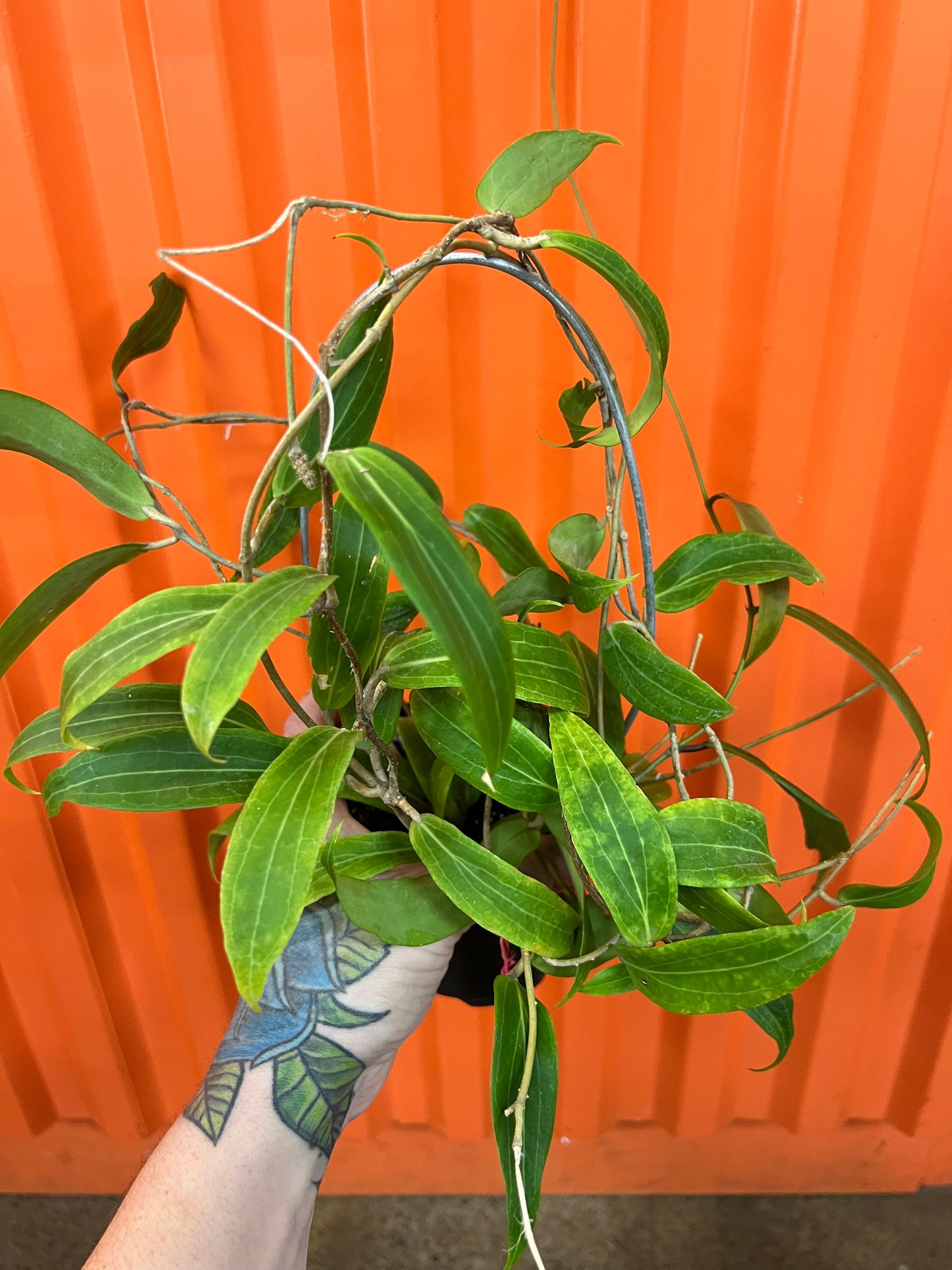 Hoya Blashernaezii SSP Valmayoriana