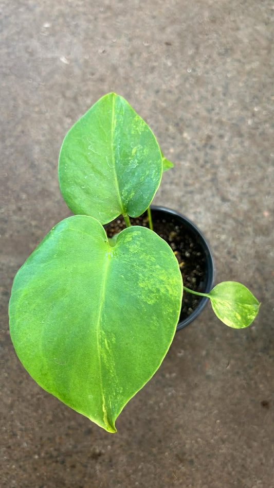 Monstera Yellow Marilyn #3