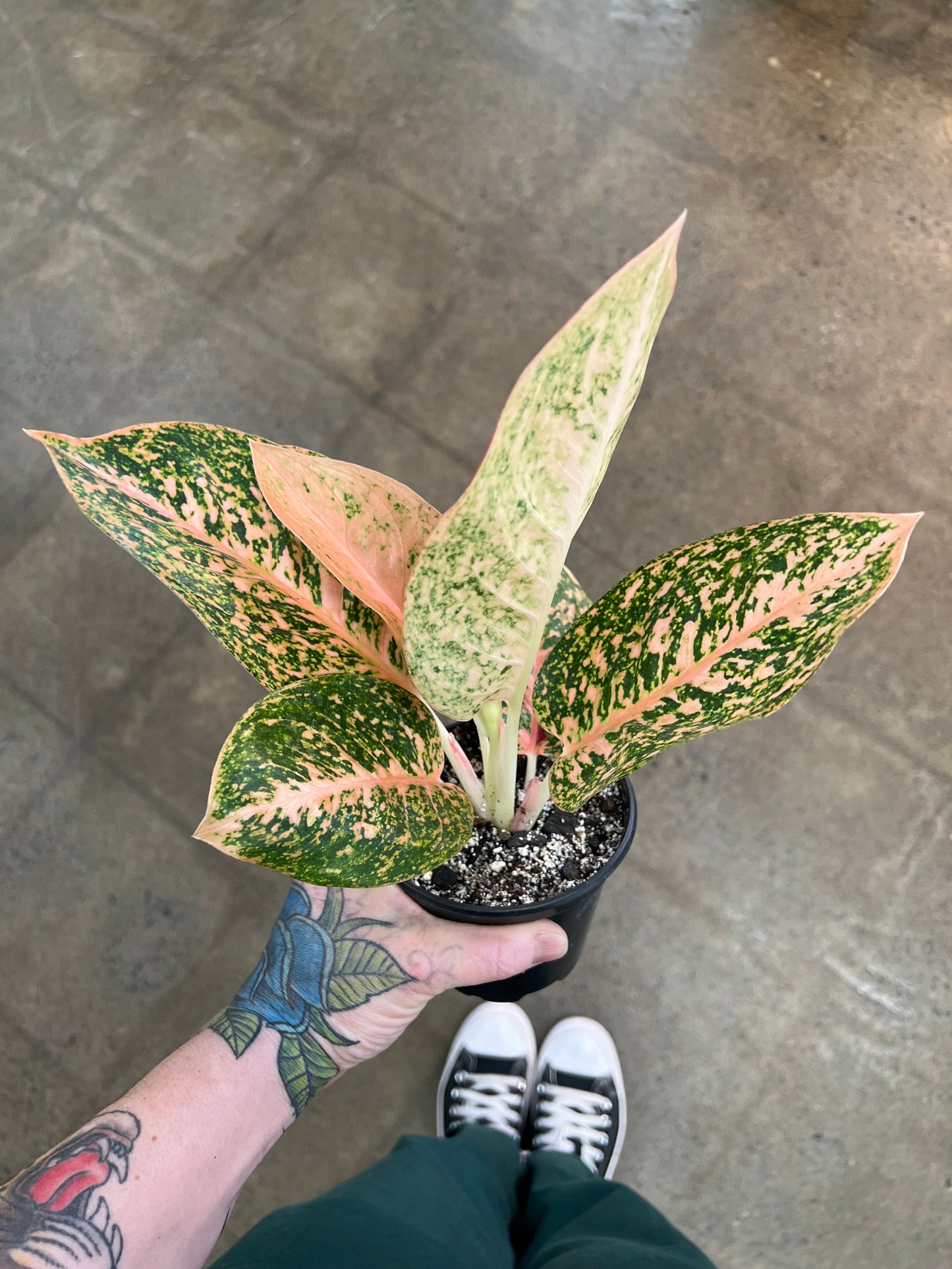 Aglaonema Orange Stardust