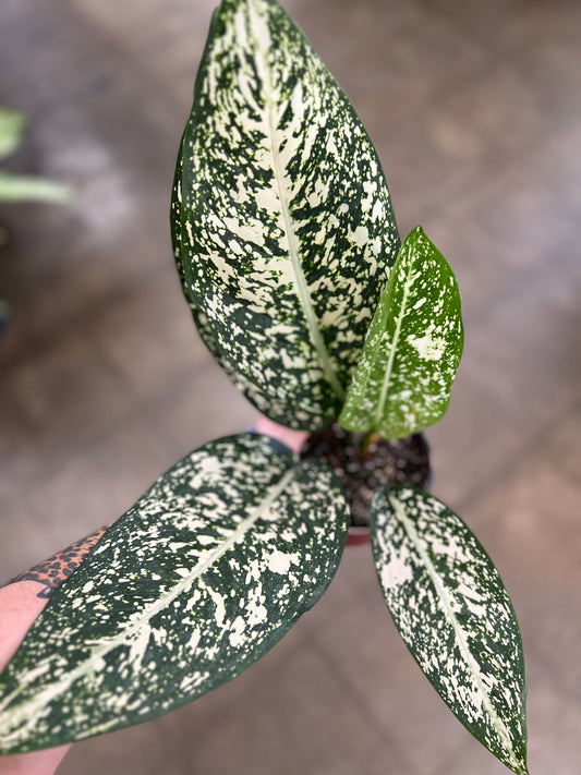 Aglaonema Morodoklok