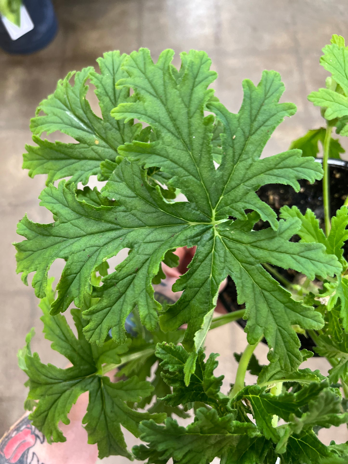 Geranium Citronnelle