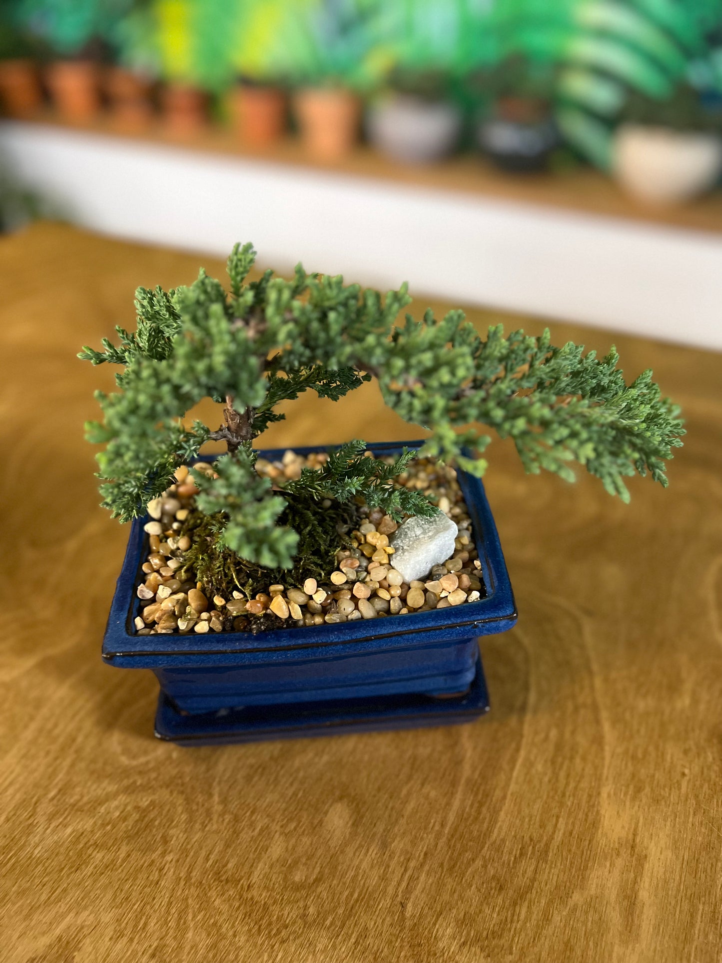 Bonsaï Juniper