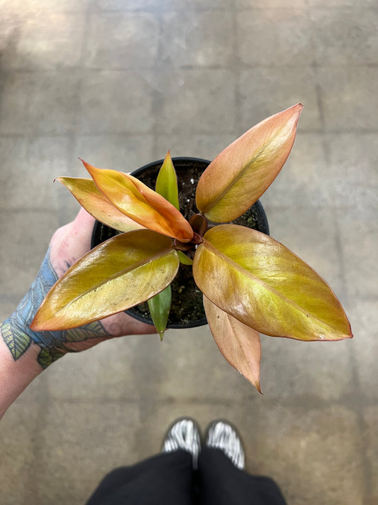Philodendron Prince Of Orange