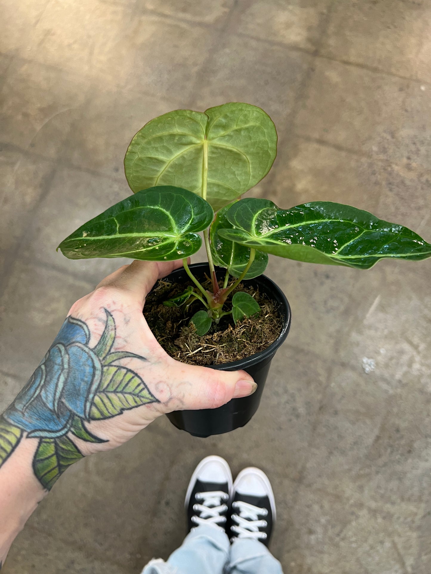 Anthurium Magnificum