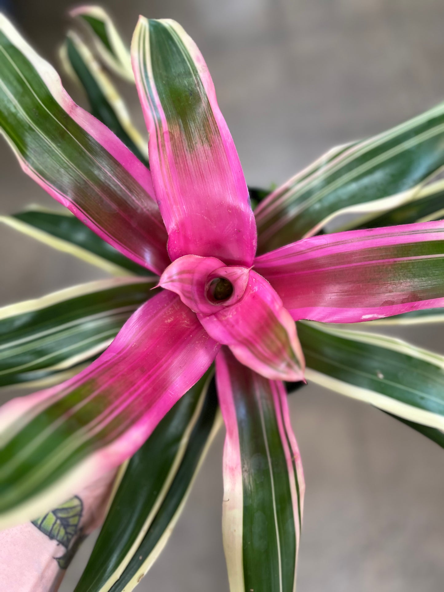 Bromelia Neoregelia Asst.