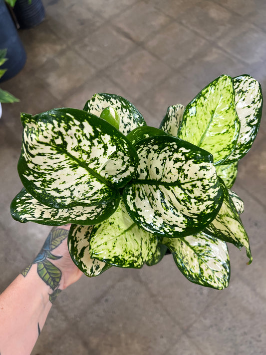 Aglaonema Pearl Variegated