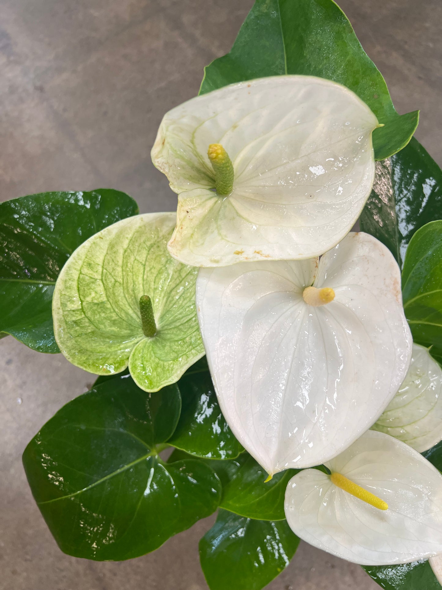 Anthurium Blanc