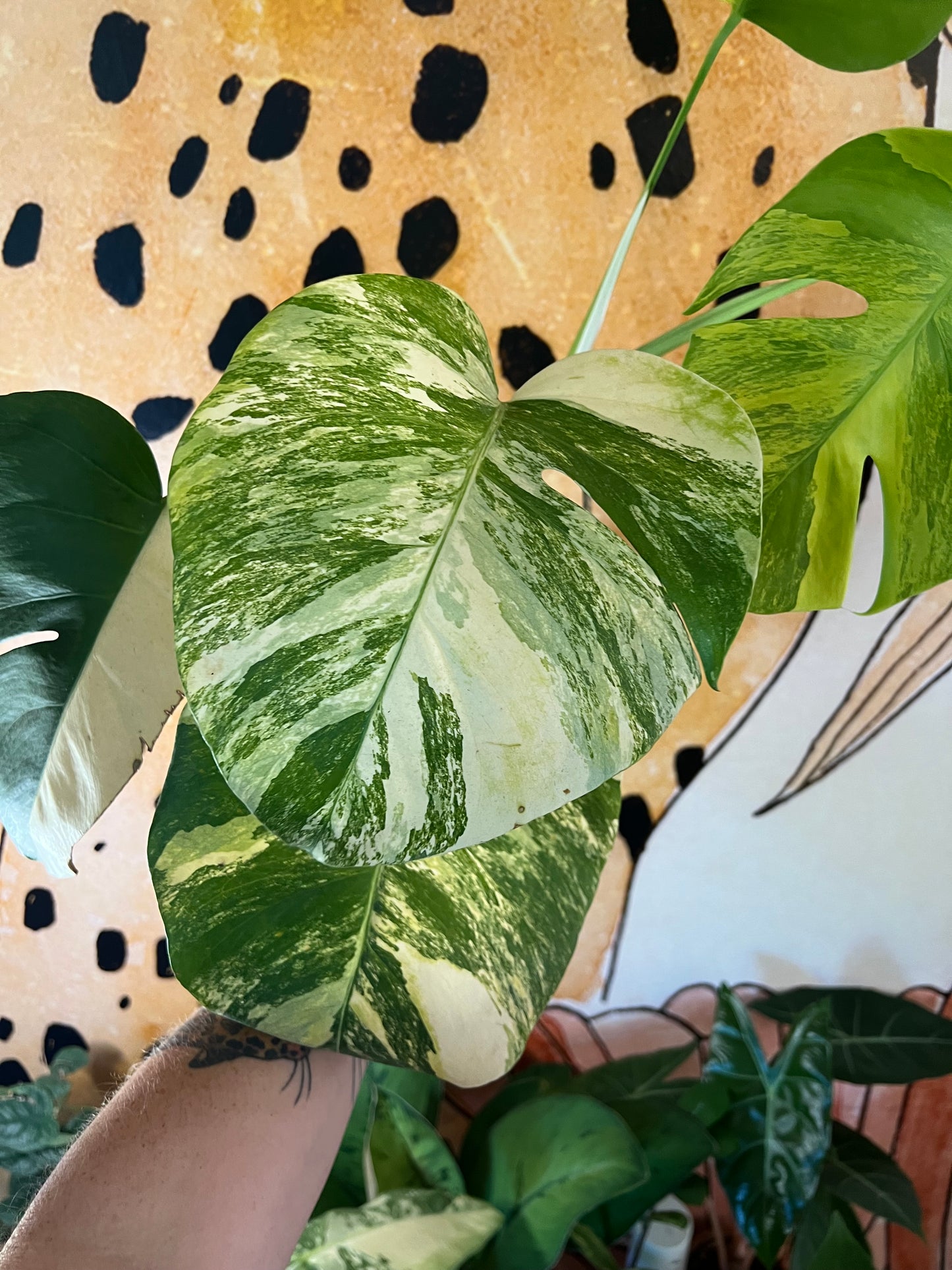 Monstera Aurea