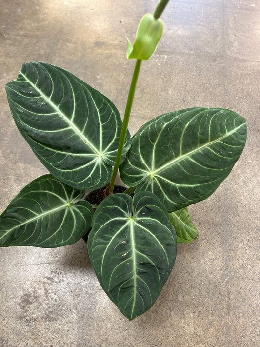 Anthurium Villenaorum Croat