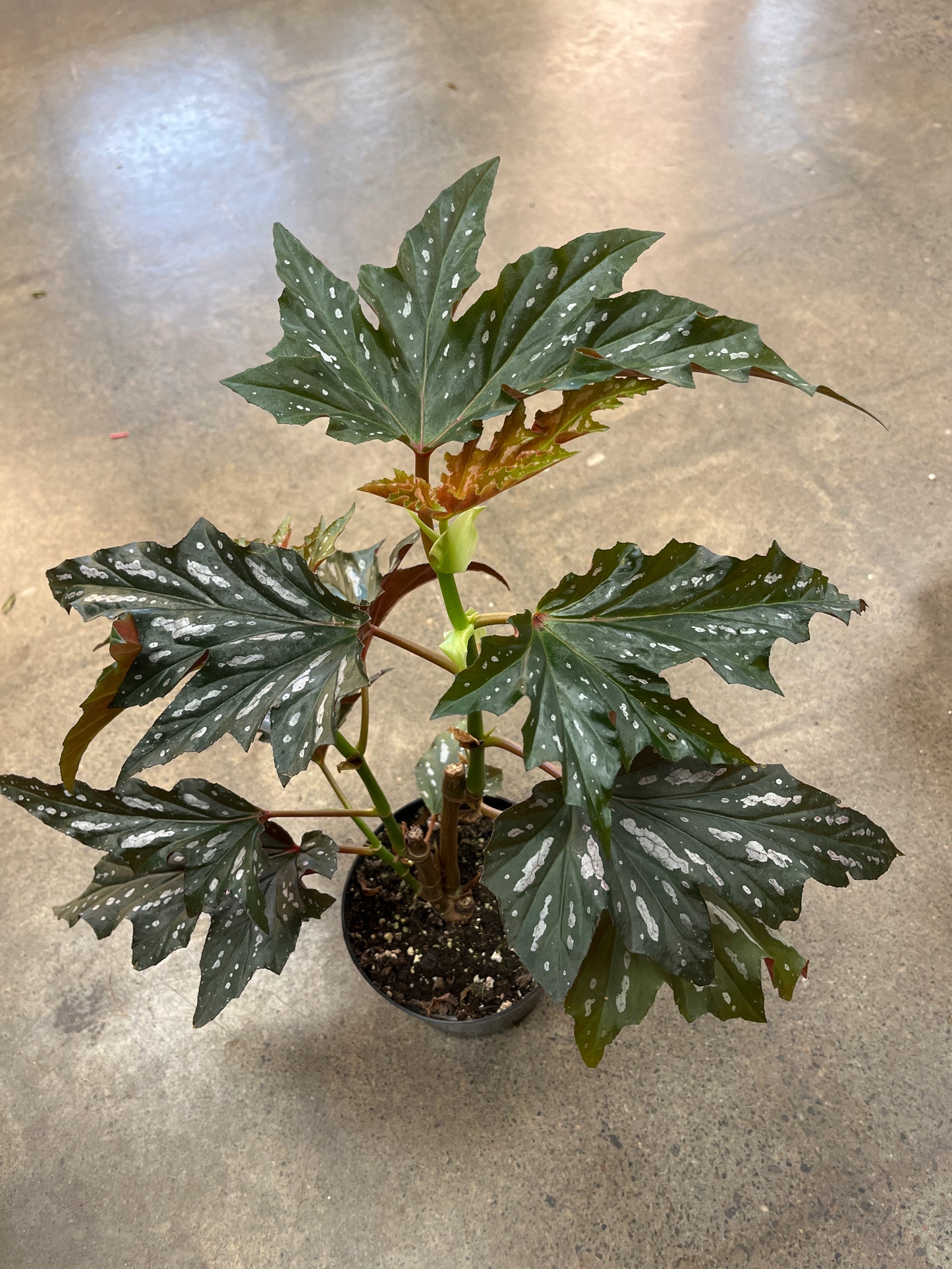 Bégonia Silver Mist