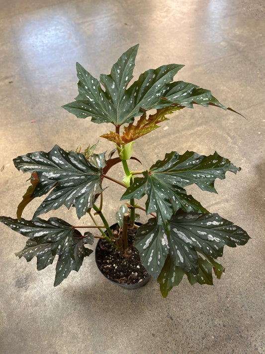 Bégonia Silver Mist
