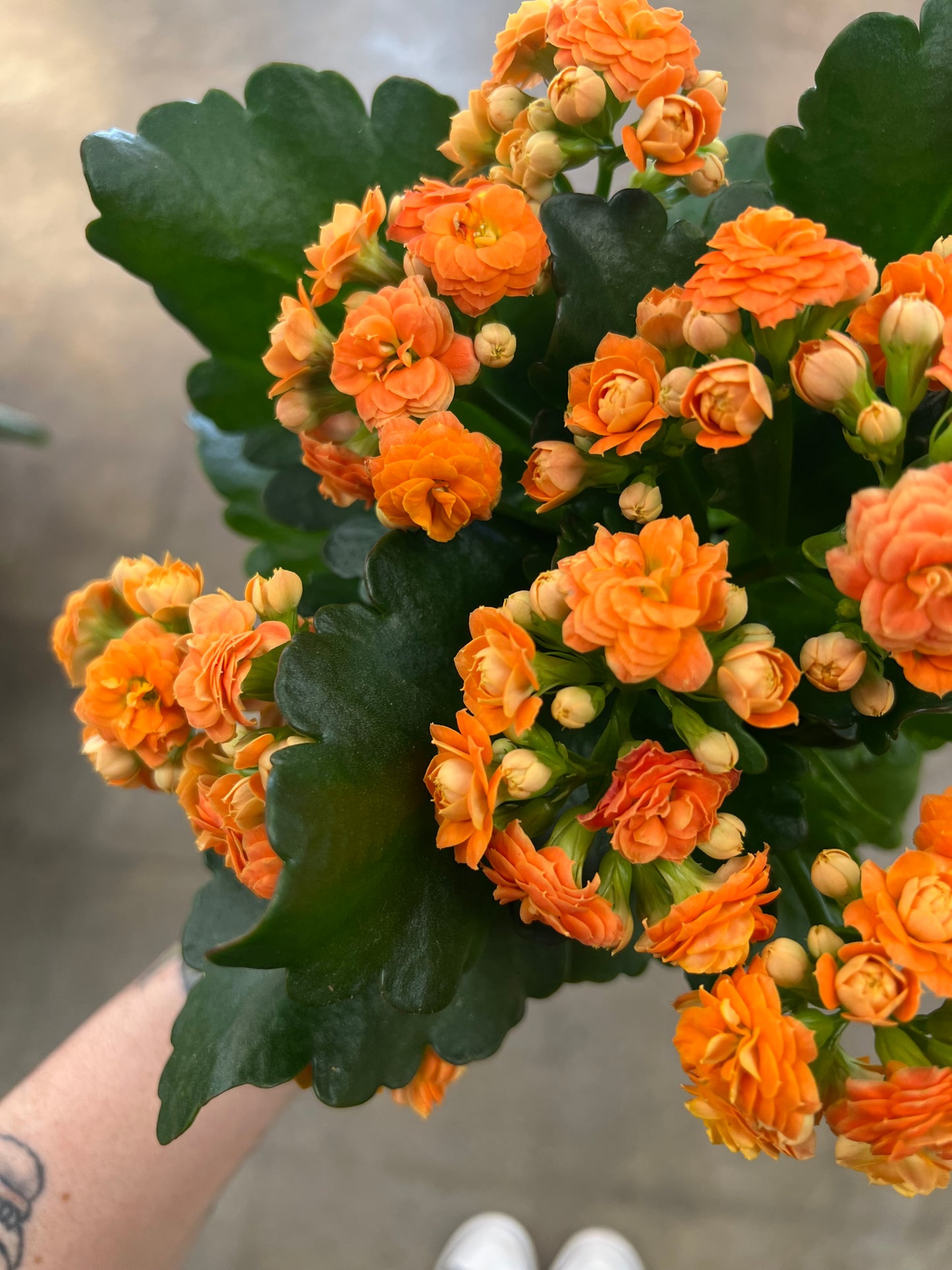 Kalanchoe