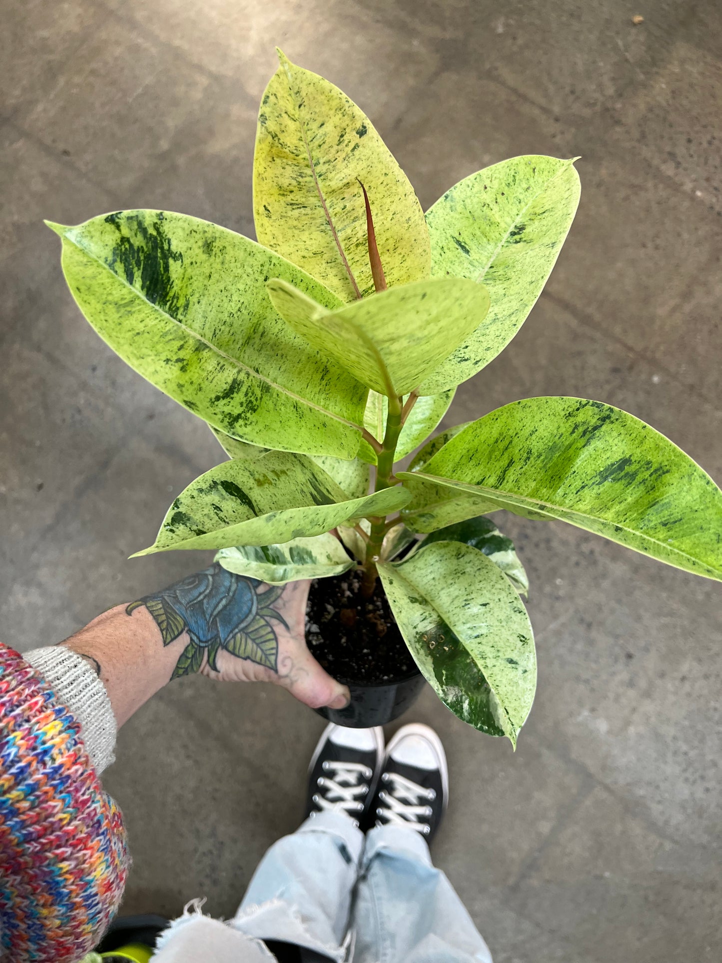 Ficus Shivereana Moonshine