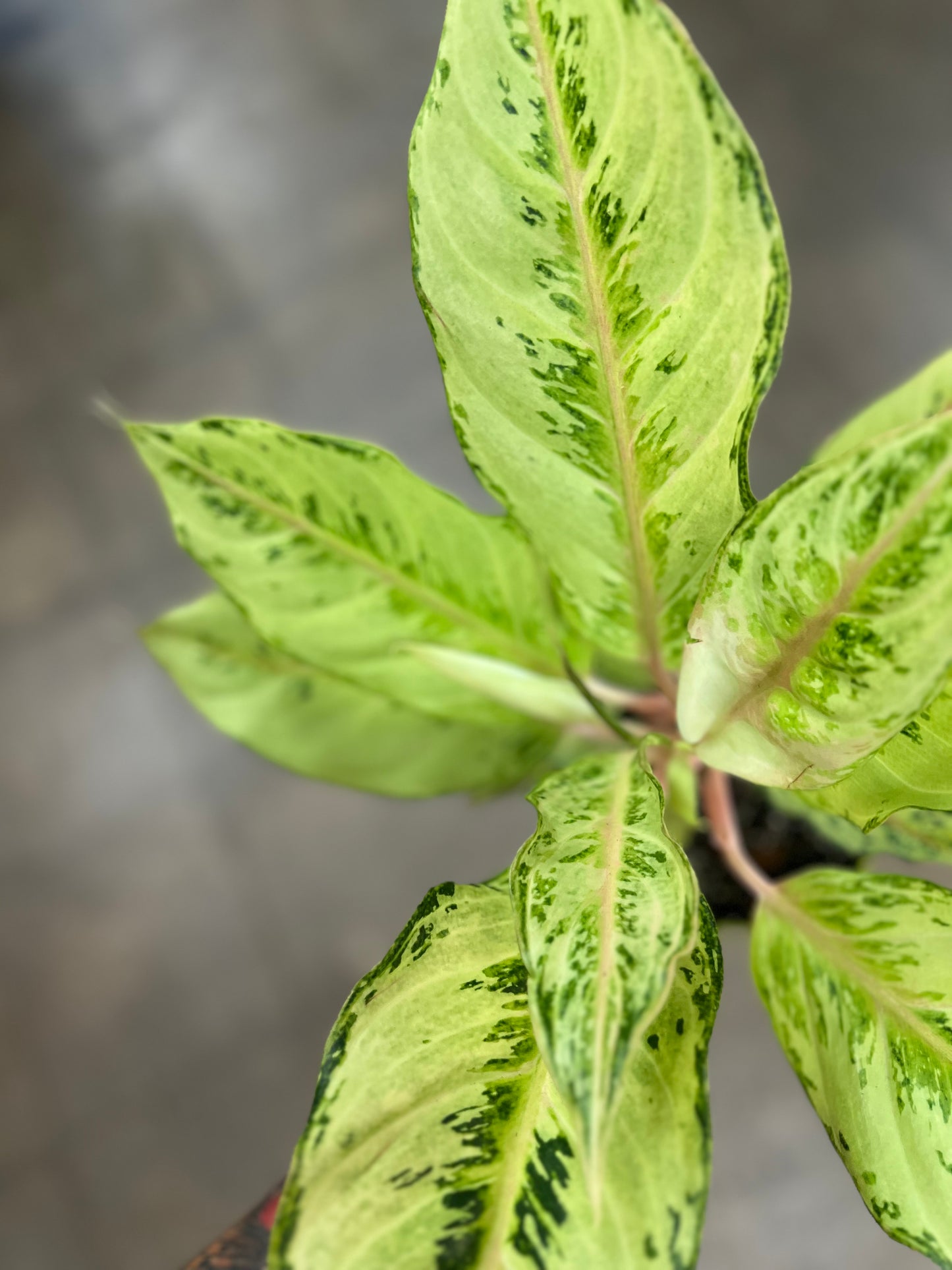 Aglaonema Lucky