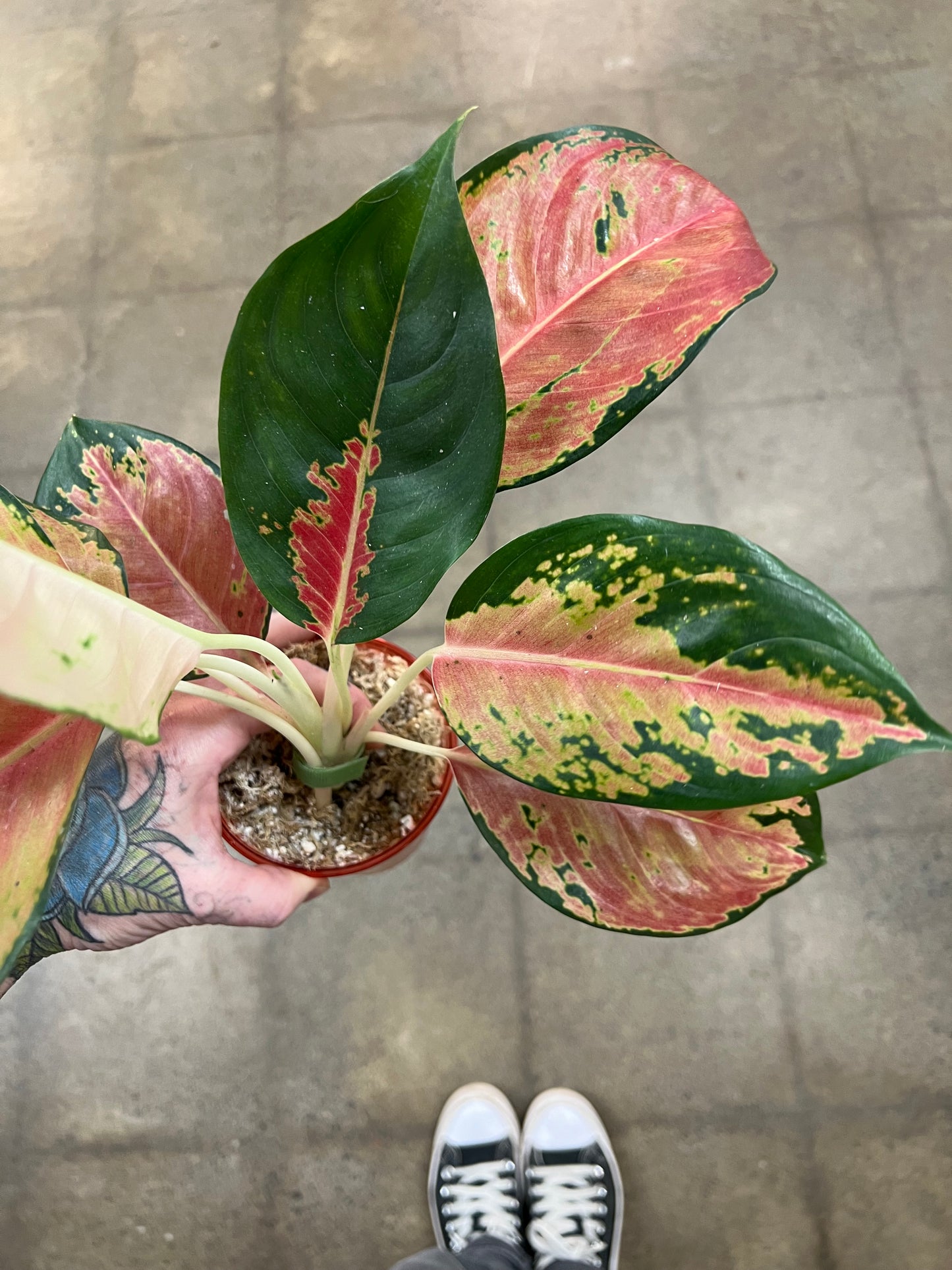 Aglaonema Orange Cochin