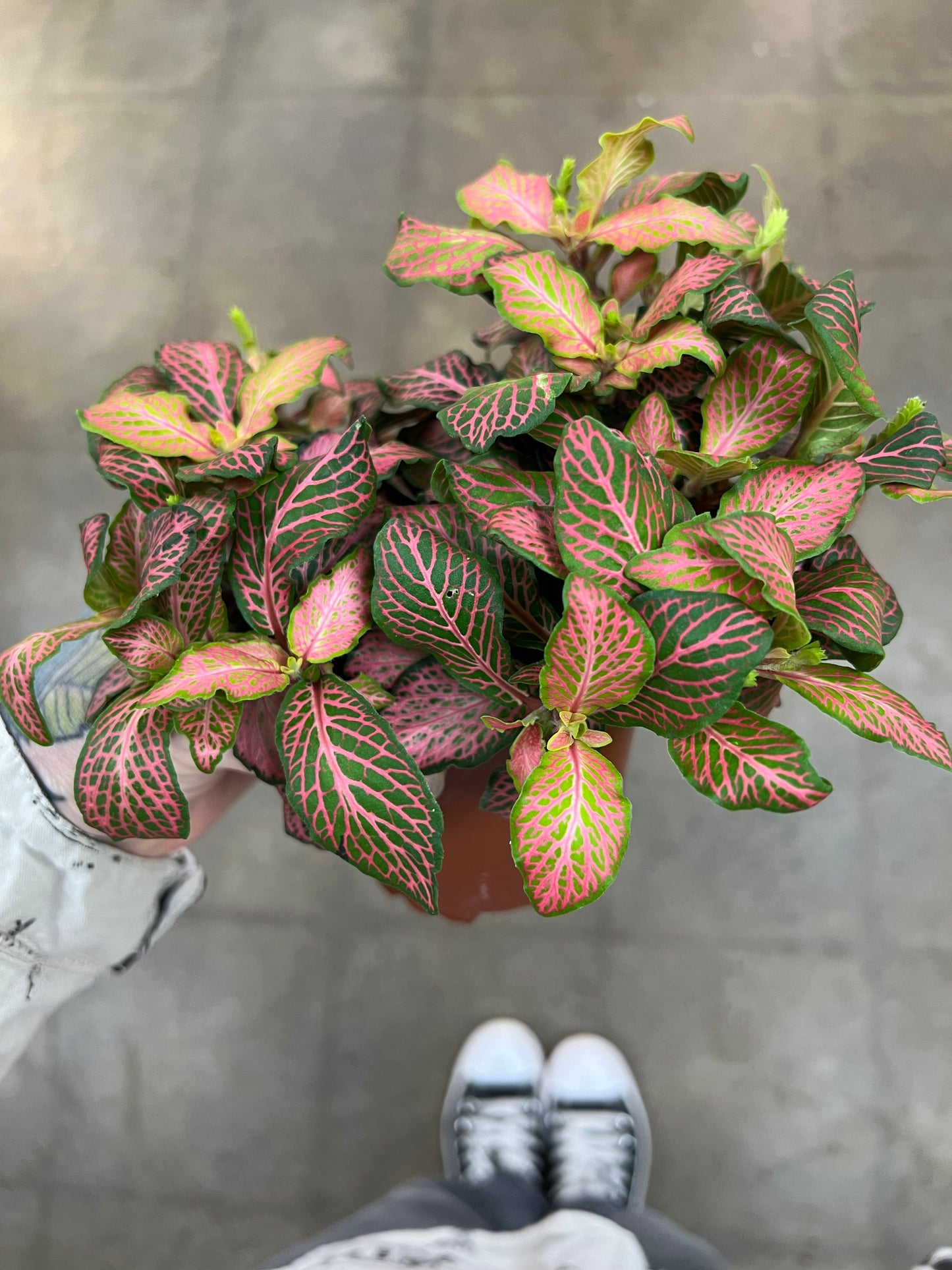 Fittonia Mistral