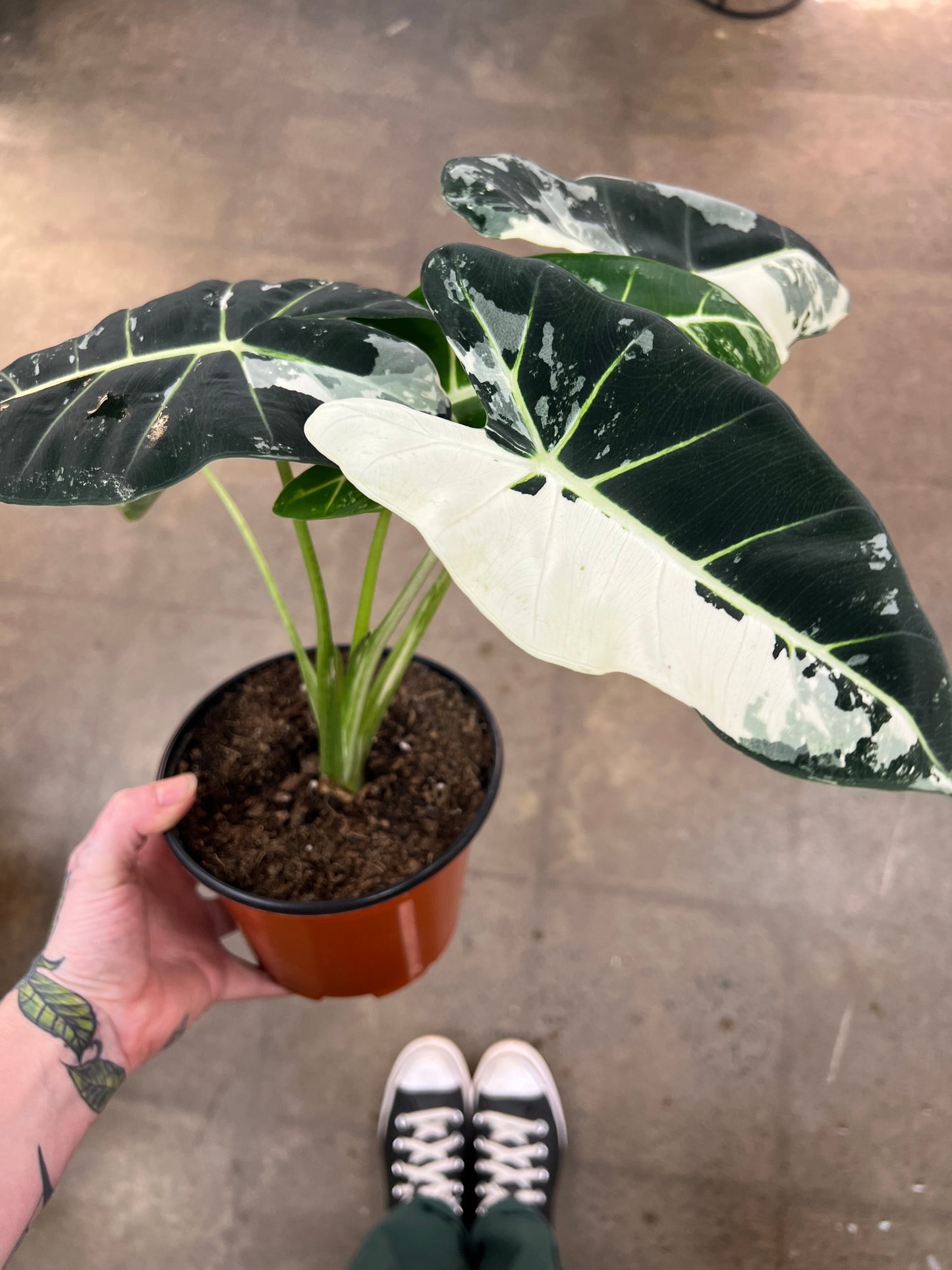 Alocasia Frydek Panaché