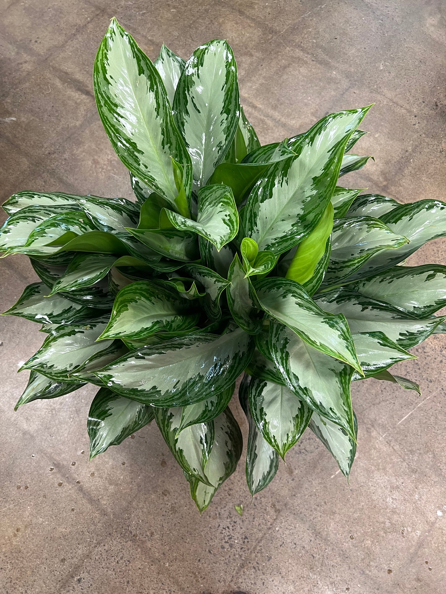 Aglaonema Silver Bay