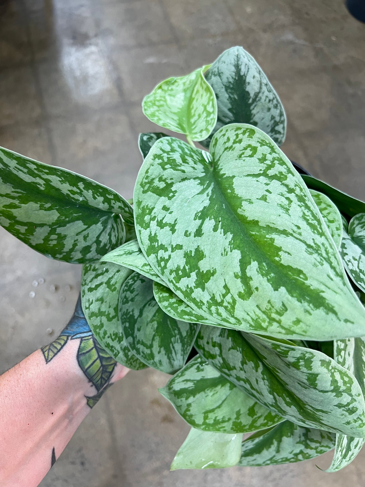Scindapsus Silver Satin