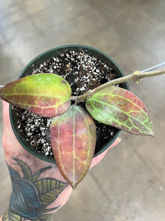 Hoya SP.WMZ