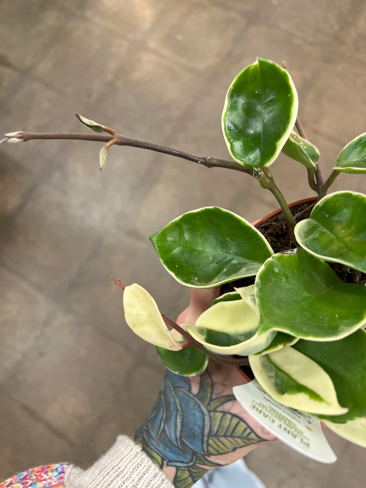 Hoya Krimson Queen