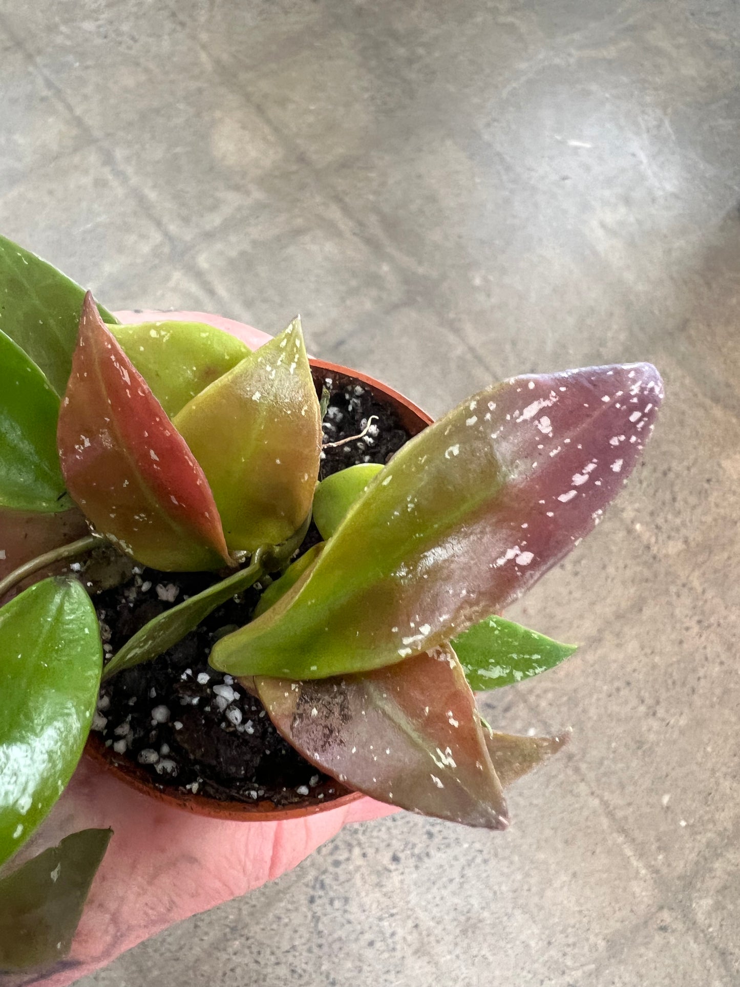 Hoya SP.Walliniana (UT-152)