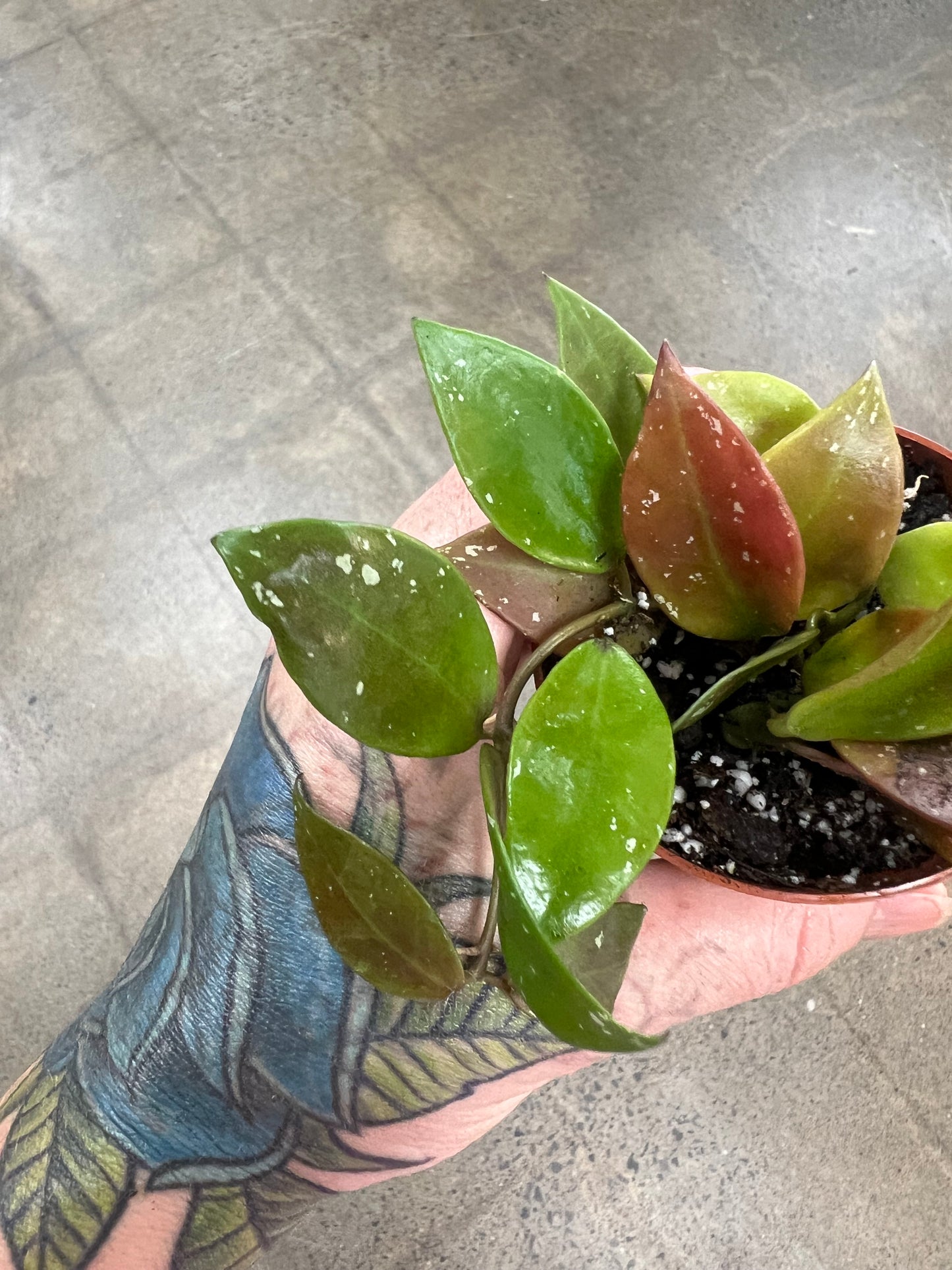 Hoya SP.Walliniana (UT-152)