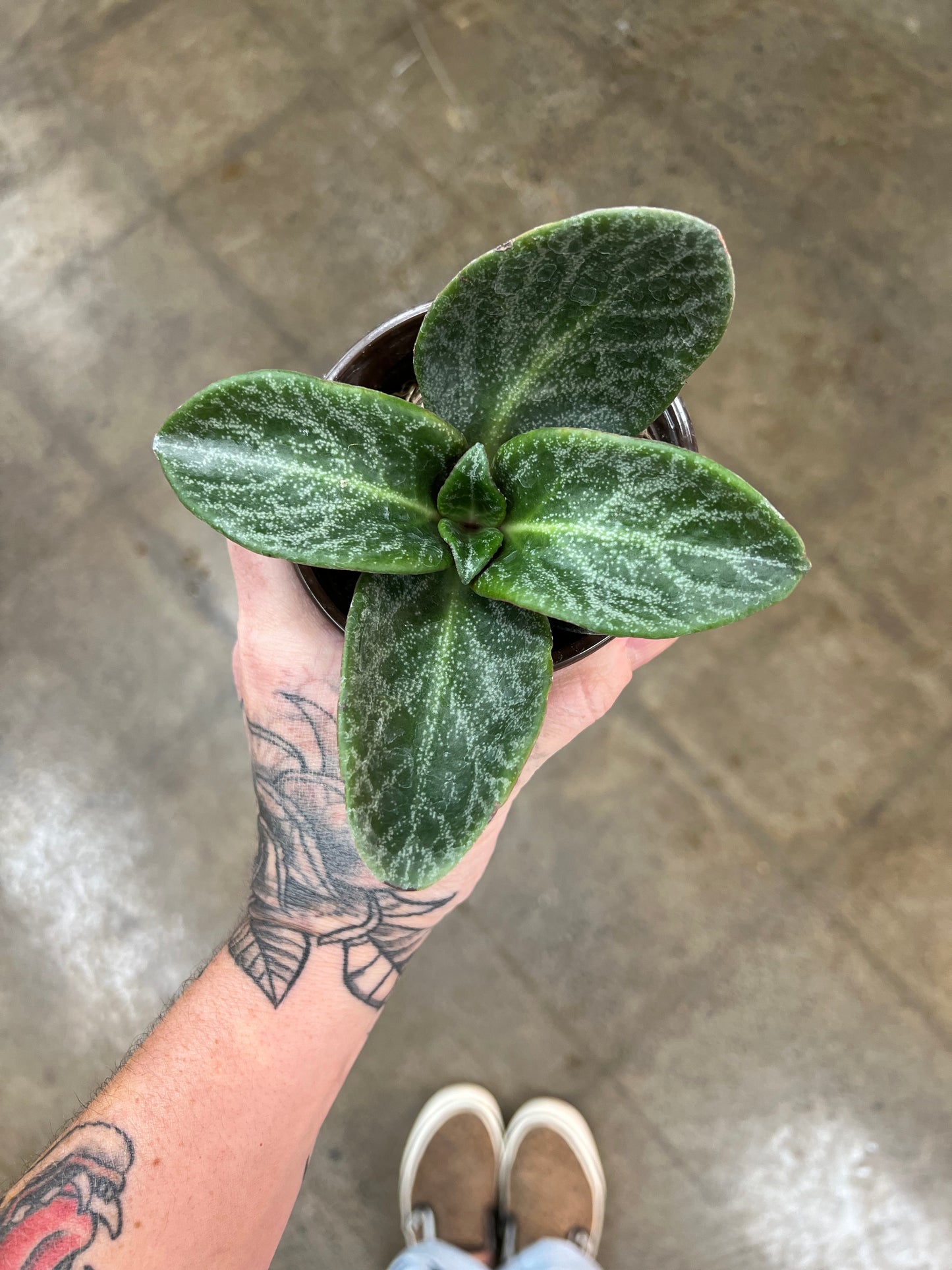 Crassula Luna Rouge