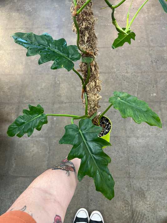 Philodendron Bob Cee Variegated