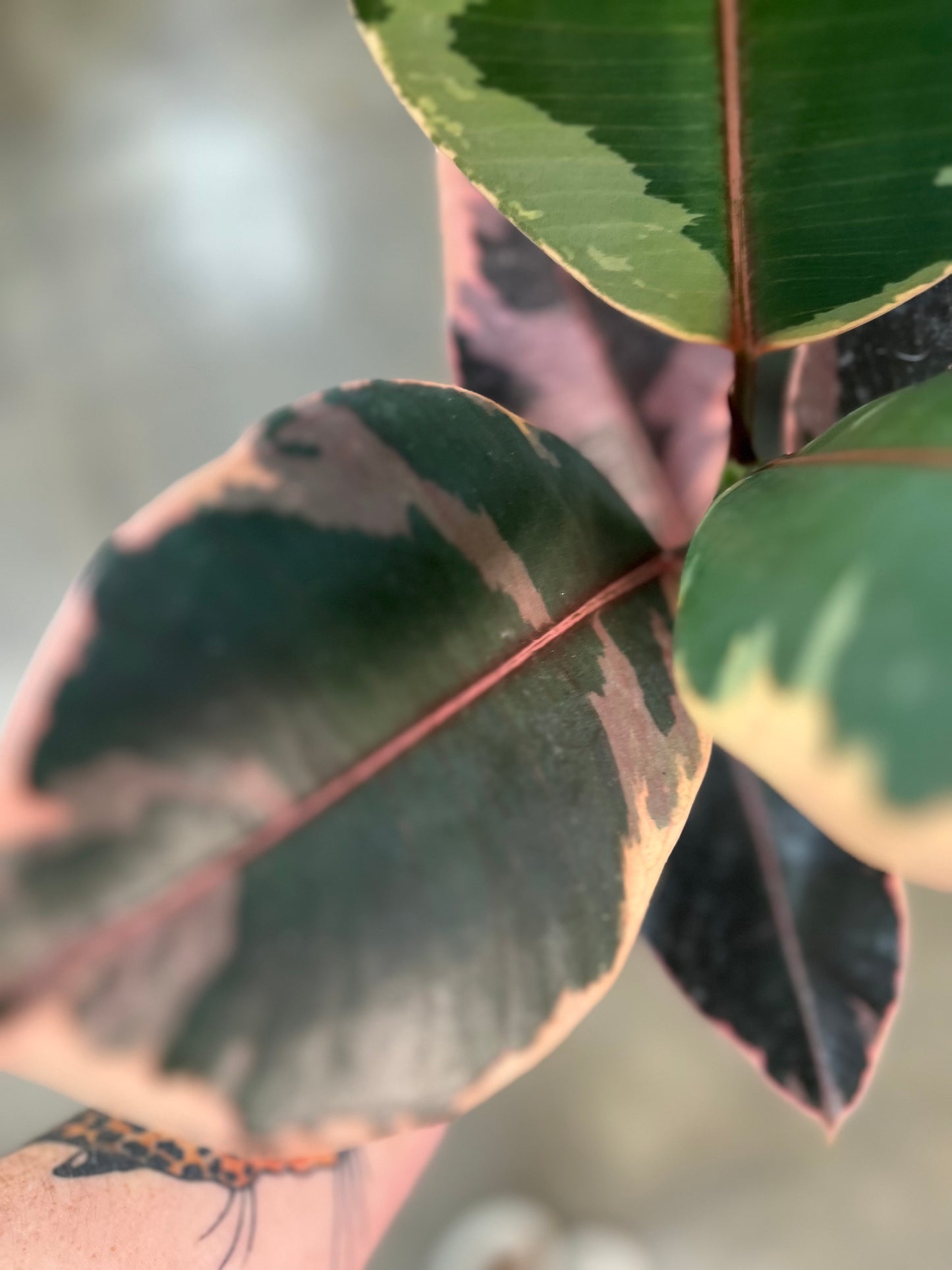 Ficus Elastica Ruby