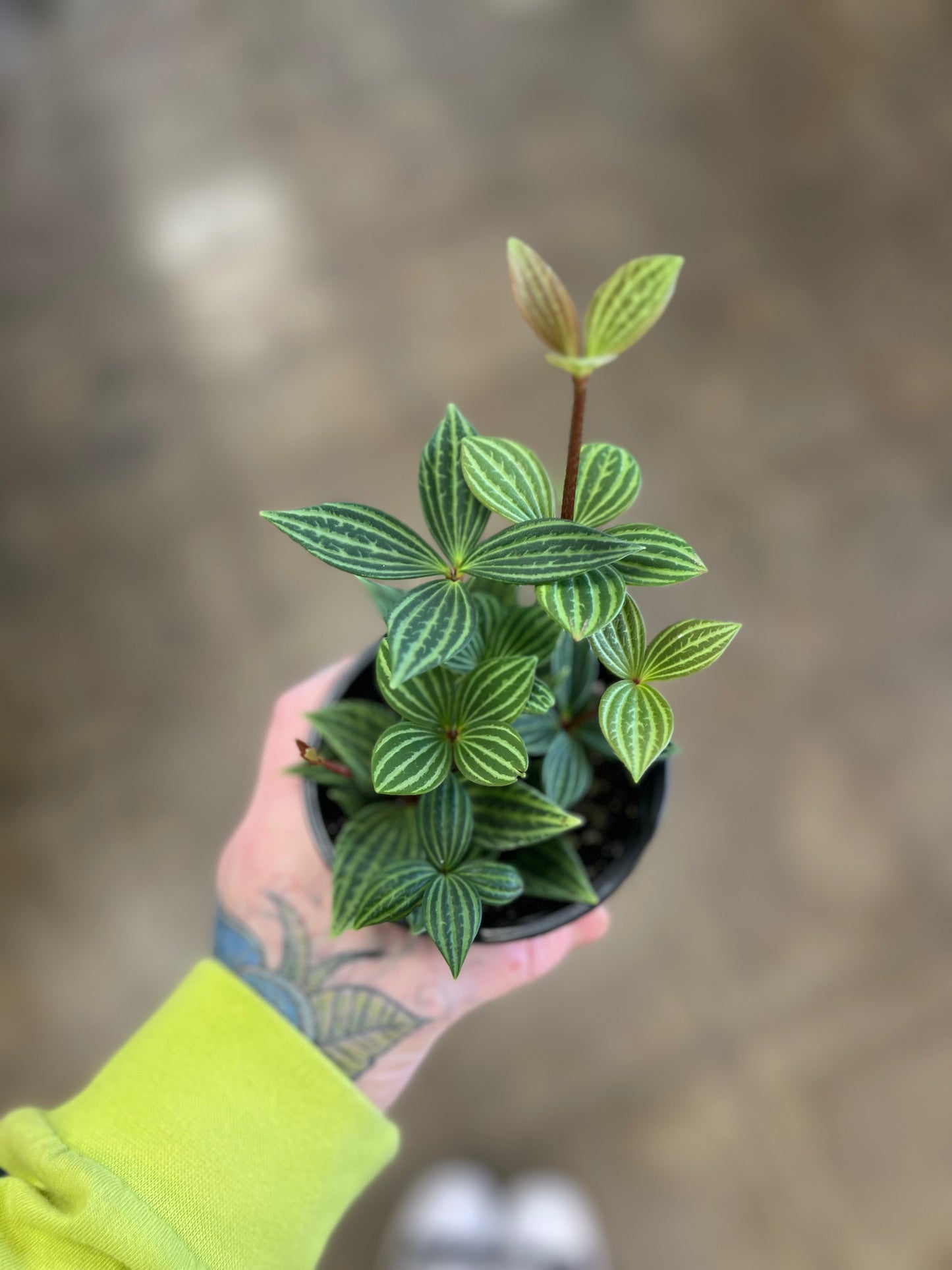 Peperomia Iron Cross