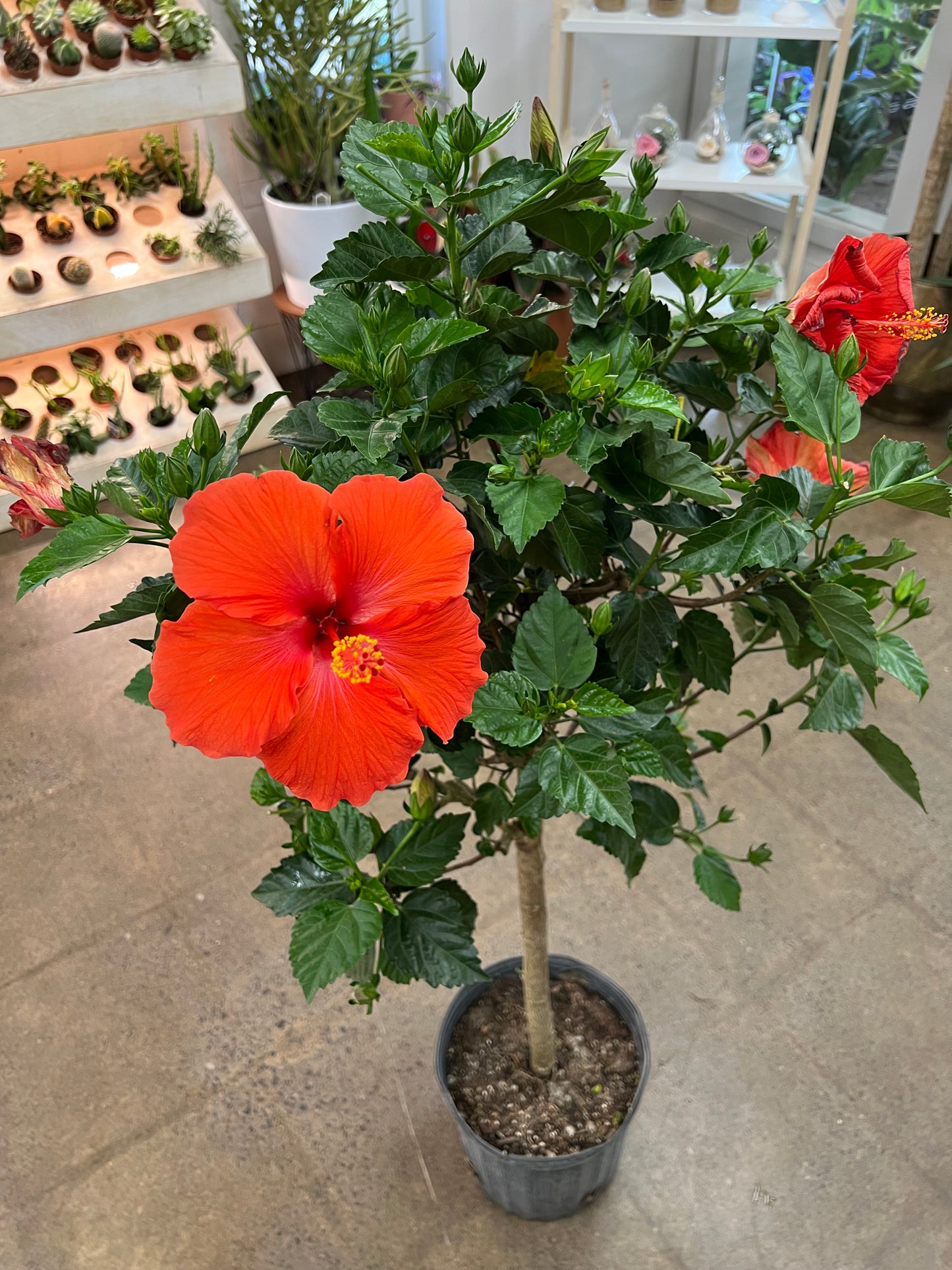 Hibiscus sur Tige