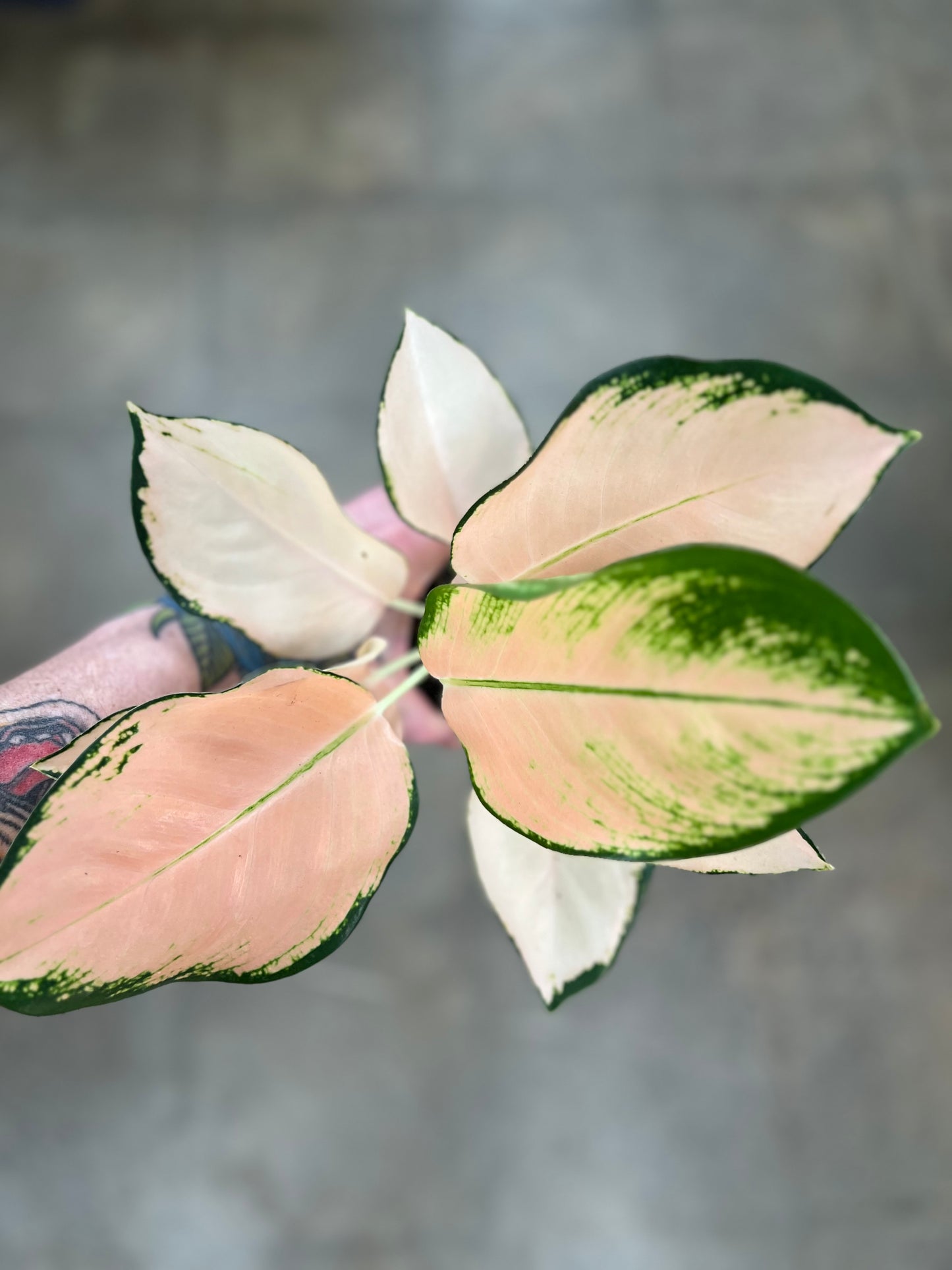 Aglaonema Cochin Peach