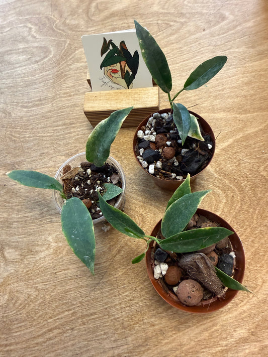 Hoya Archboldiana Albomarginata