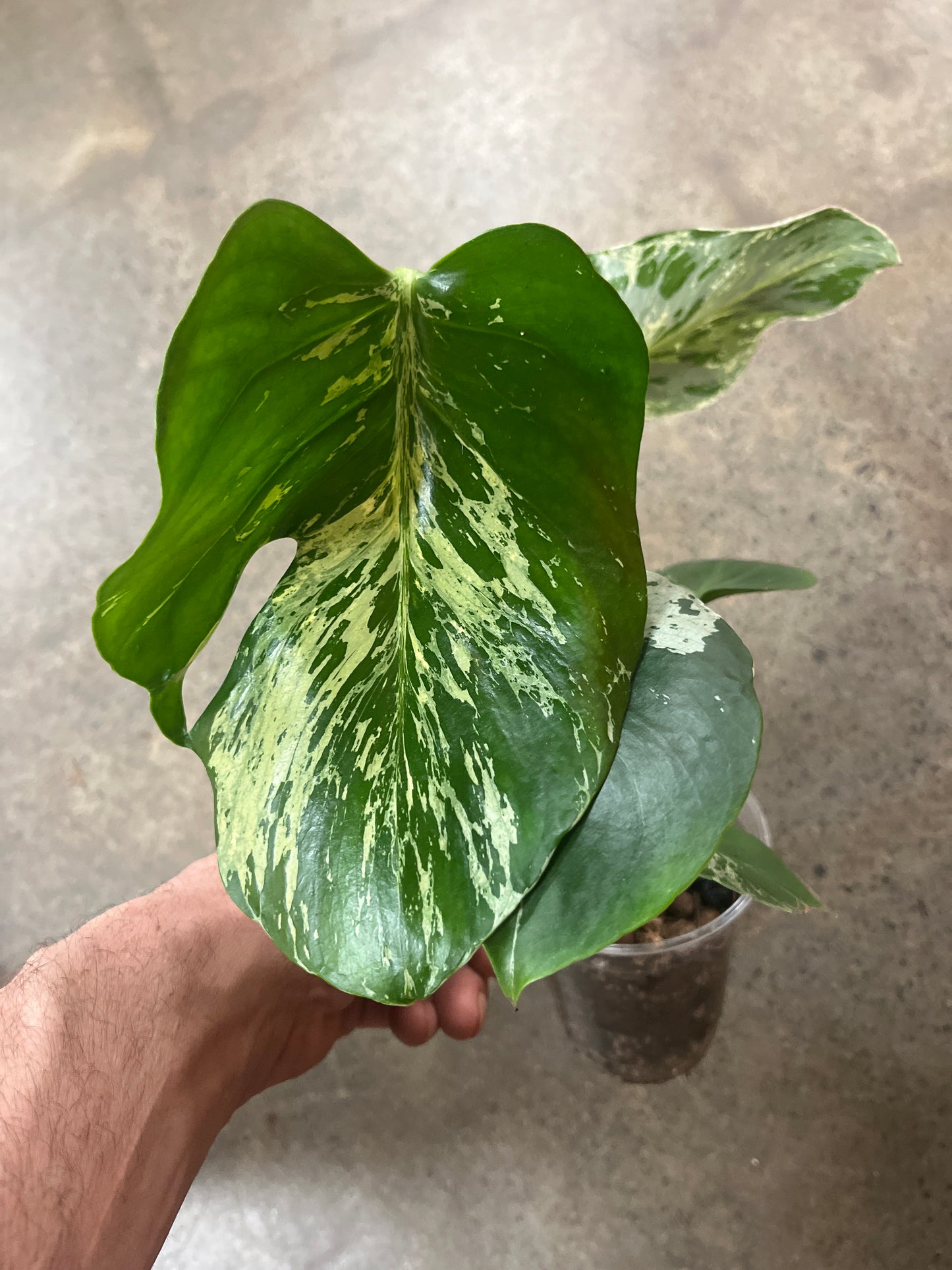 Monstera Bulbasaur