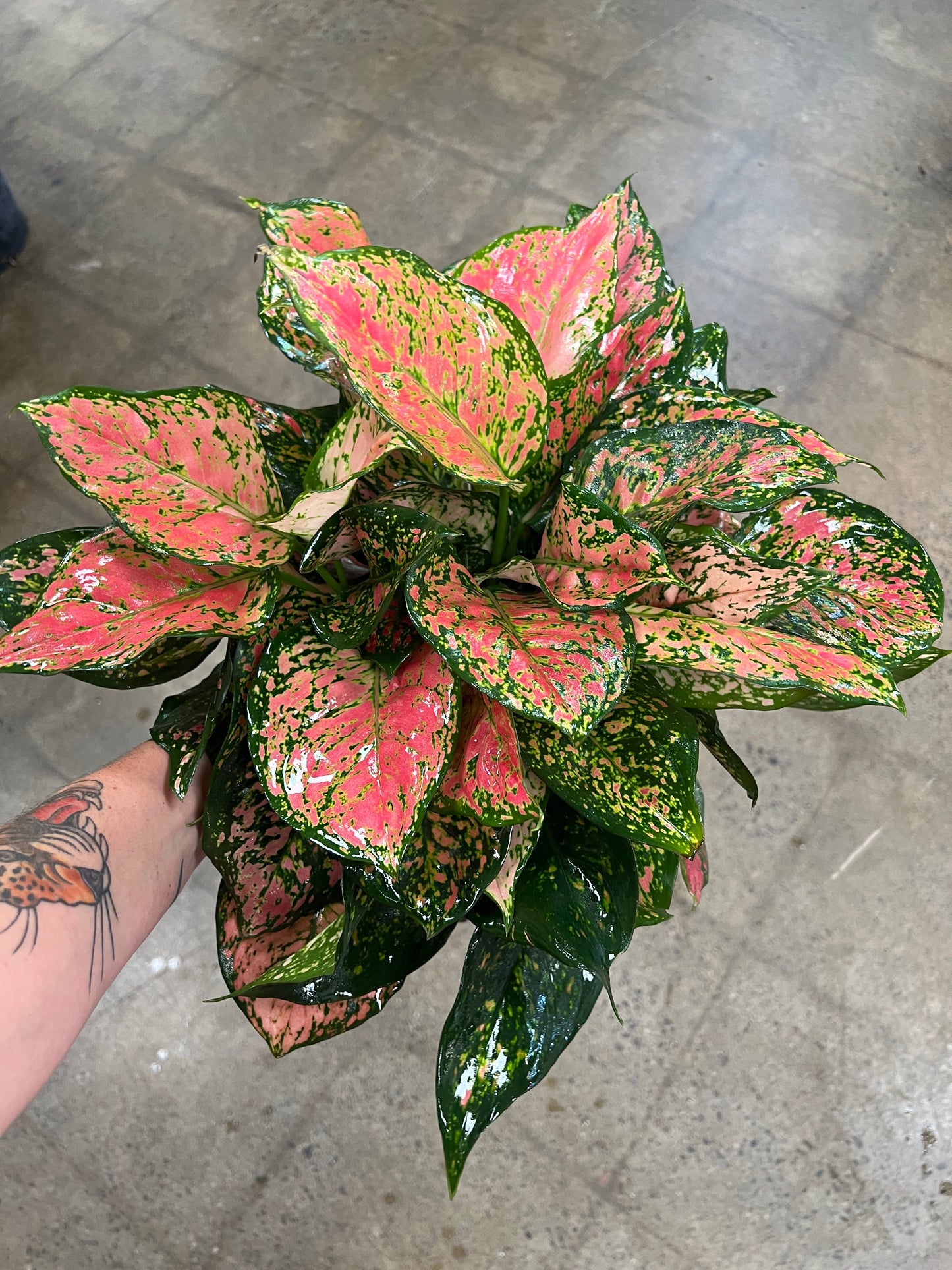 Aglaonema Red Valentine