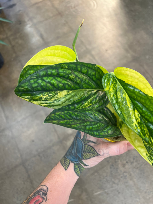 Monstera Peru Variegated