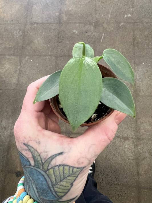 Philodendron Silver Sword