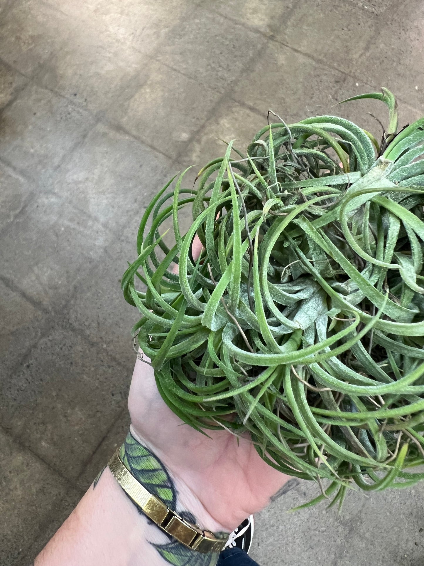 Tillandsia Ionantha Silver XXL