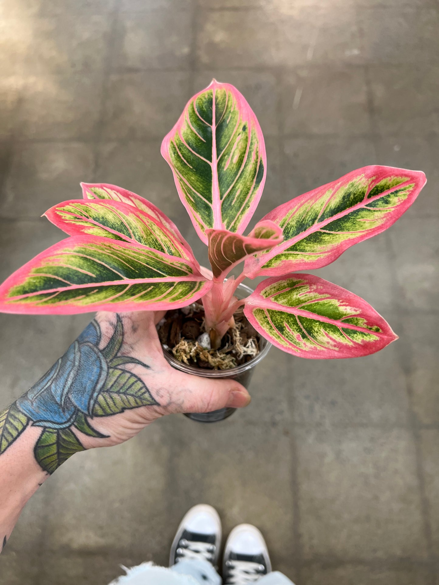 Aglaonema Lotus