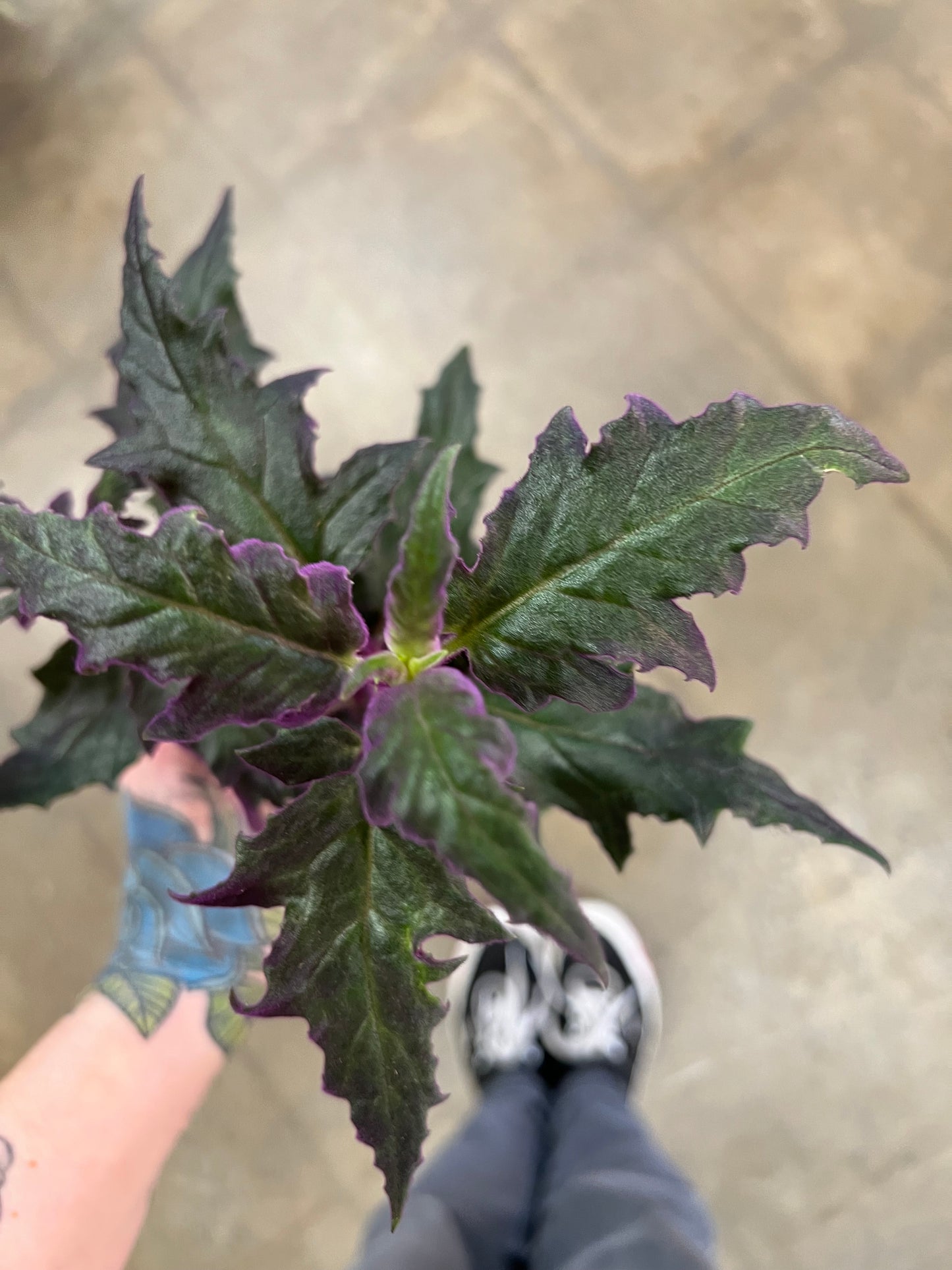 Gynura Purple Passion